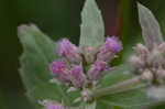 Rosy camphorweed